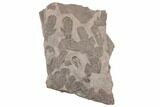 Ordovician Trilobite Mortality Plate (Pos/Neg) - Morocco #194104-3